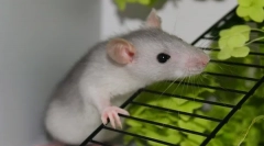 Грижа и одржување на домашен декоративен стаорец