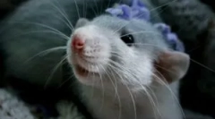 Грижа и одржување на домашни декоративни стаорци