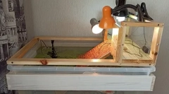 Грижа и содржина на црвеникава желка дома