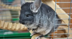 Грижа и содржина на chinchilla дома