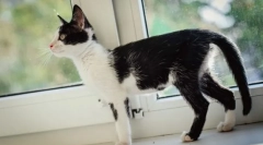 Грижа за осиромашена мачка