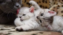 Сестри мачка и мачиња