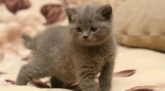 Грижа за маче