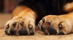 Грижа за шепи