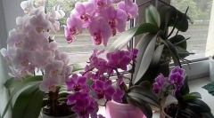 Орхиден нега