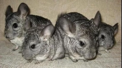 Грижа за чинчила