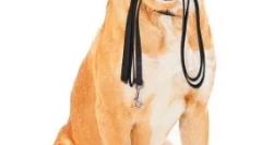 Грижа за кучето