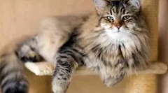 Грижа за возрасна мачка