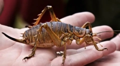 Западен гигант