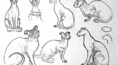 Украина левка - егзотично милениче