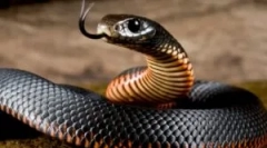 Залак на отровна змија и помагање на жртвата