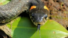 Залак nadovitic змија