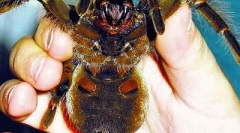 Залак пајак