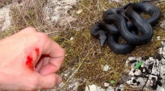 Змија залак