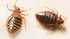 Слепи каснувања на телото на детето