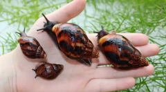 Akhatina полжави отколку корисна и каква штета на човекот