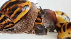 Полжави ахатина репродукција дома, поставување јајца, грижа за потомство