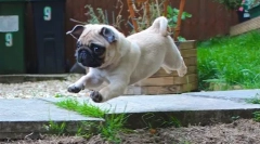Ups-от, pug: најсмешната фотографија и видео
