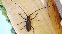 Усачи, житни и јадра