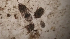 Уво крлежот на мачката: преглед на најпопуларните капки