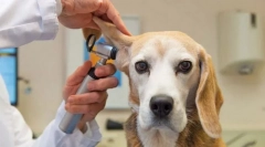 Ушни инфекции