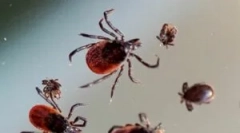 Услови за преживување на крлежи во зима