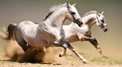 Поделба на патеката