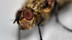 Елиминација на едем и чешање по глинест