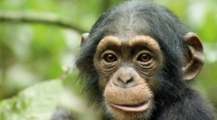 Дали животните ќе се знаат во огледалото?