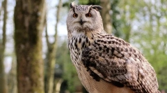 Која е разликата помеѓу бувовите од филината