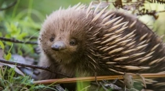 Која е мистеријата на ехид?