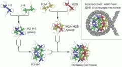 Во геномите на цицачи пронајдоа стотици претходно непознати гени