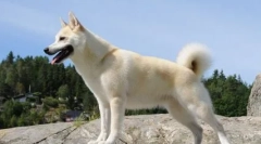 Во која земја кучето беше претседател и дали е вистина