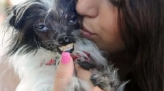 Конкуренцијата меѓу повеќето грди кучиња се одржа во калифорнија (12 фотографии)