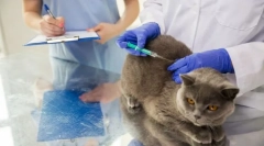 Мачка вакцинација