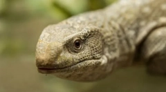 Варан капски