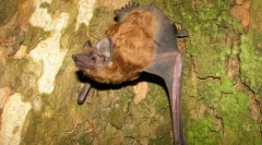 Вечер на higant