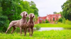 Weimaraner (фото): најдобар пријател на вистинскиот ловец