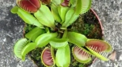 Veinelety mukholovka - цвет што јаде инсекти