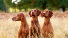 Унгарски крена (фото): прекрасен ловец со светла појава