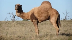 Камила-дромедар