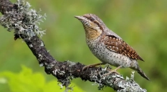 Wryneck