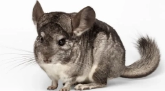 Тежина и големина на шиншила, табела за развој со месеци