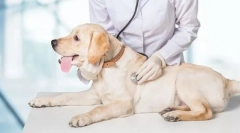 Ветеринарна инспекција