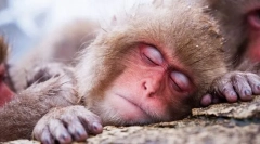 Дали животните ќе гледаат соништа?