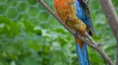 Видови домашни папагали со средна големина