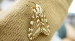 Погледи и карактеристики на молци