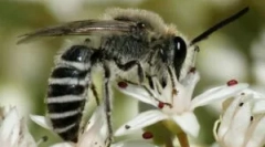 Видови и начин на живот на дивите пчели