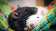 Видови и раси на стаорци