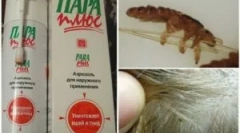 Видови и примена на средствата пареа плус од вошки